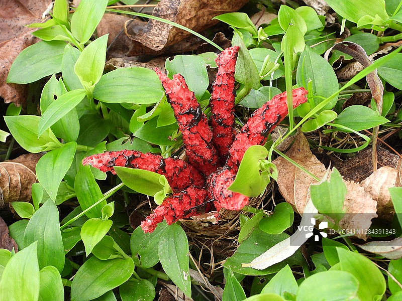 阿切氏笼头菌图片素材