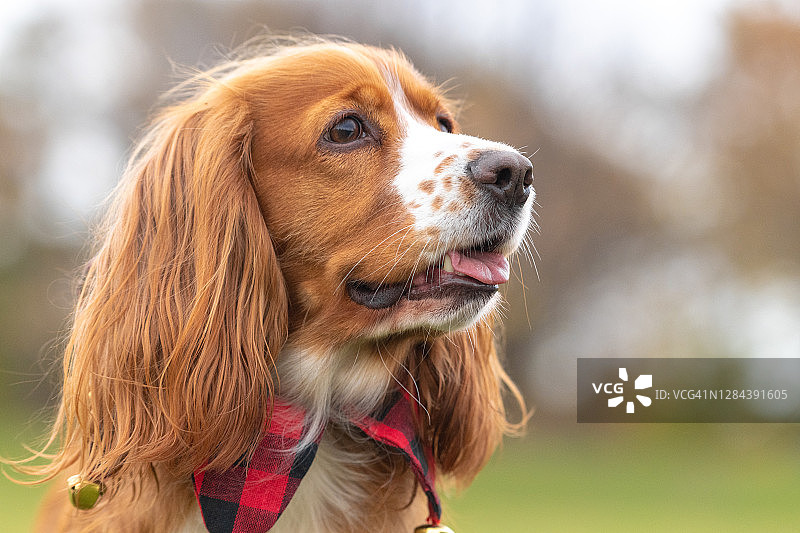 户外可卡犬肖像图片素材