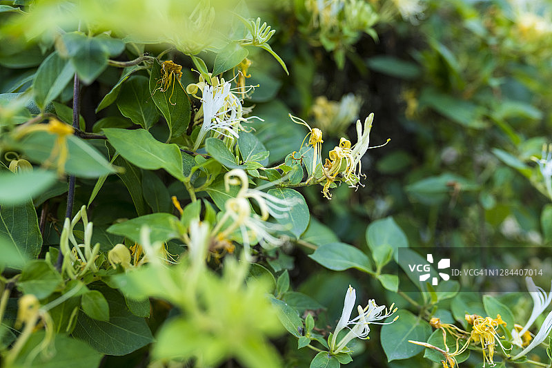 阳光明媚的忍冬花图片素材