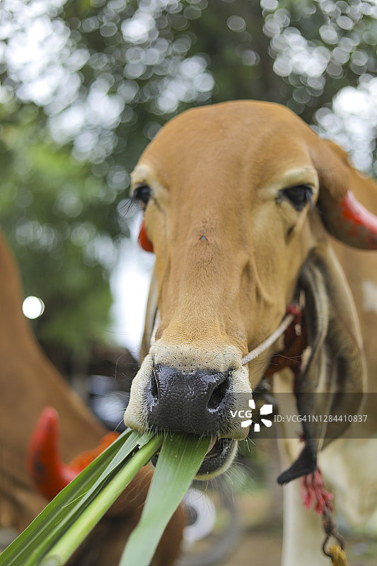 印度奶牛吃草的特写镜头图片素材