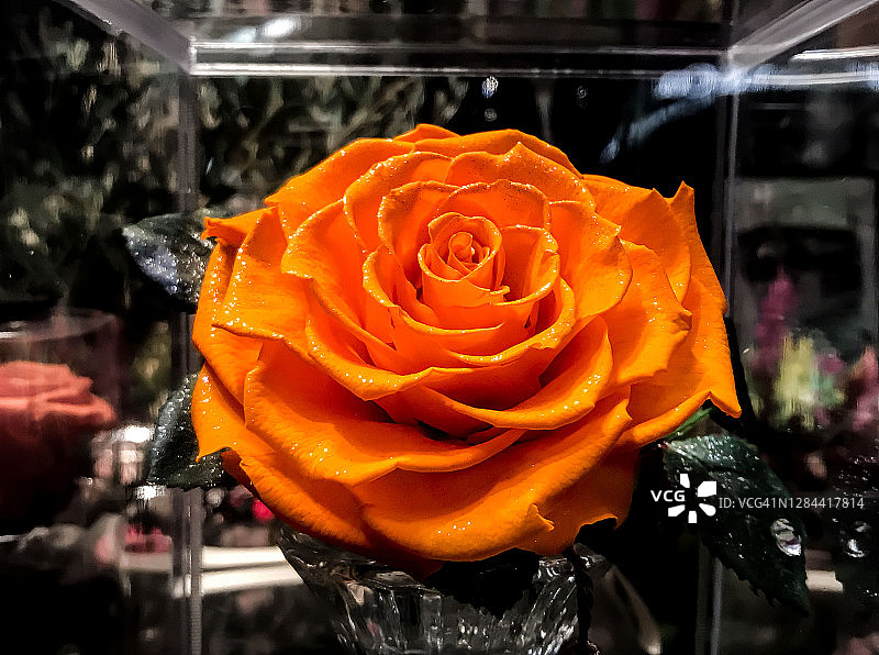 人造玫瑰花图片素材