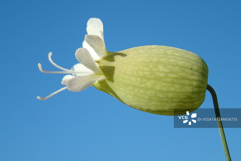 蝇子草（Silene vulgaris）图片素材