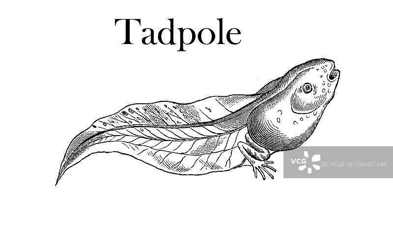 古代雕刻插图：蟾蜍青蛙的发育阶段，蝌蚪图片素材