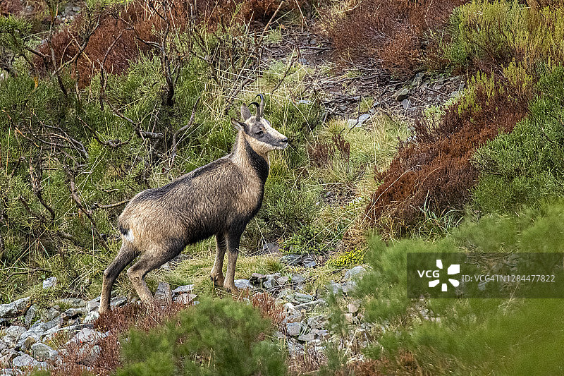 秋季山景中的羚羊图片素材