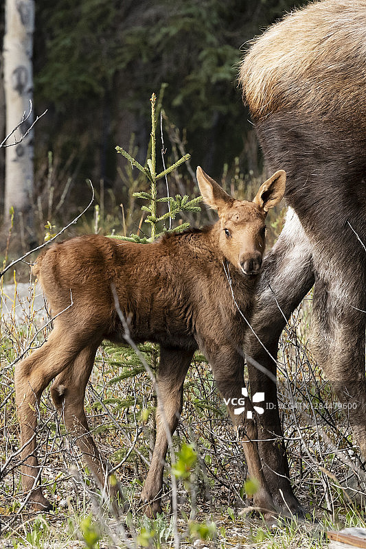 阿拉斯加春季的驼鹿母子图片素材