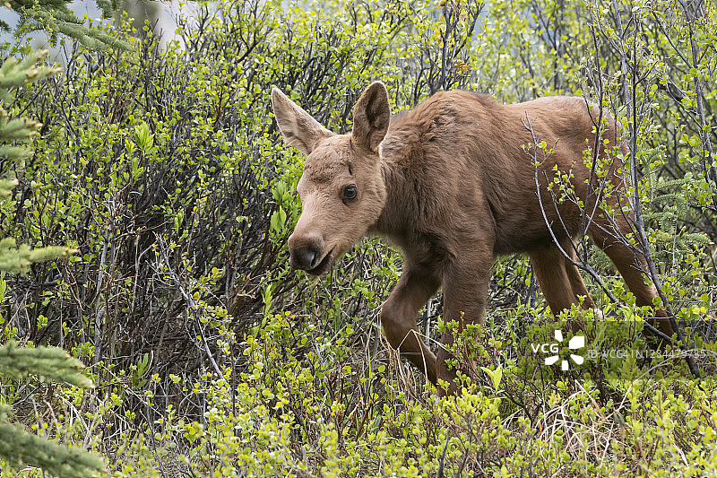 阿拉斯加春季小驼鹿图片素材