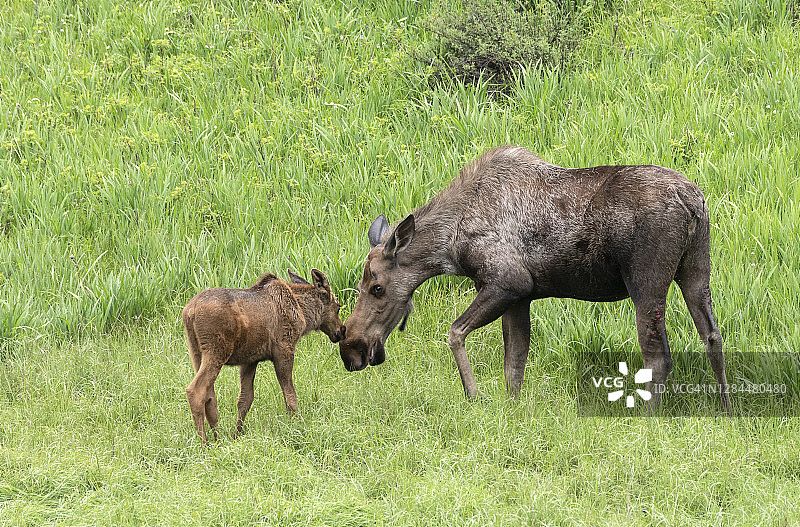 阿拉斯加春季的驼鹿母子图片素材