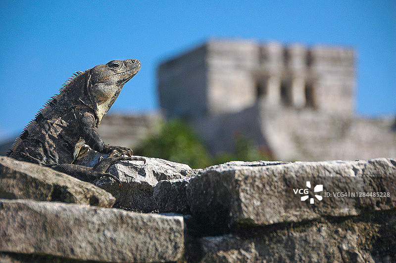 黑棘尾鬣蜥，图卢姆，墨西哥图片素材