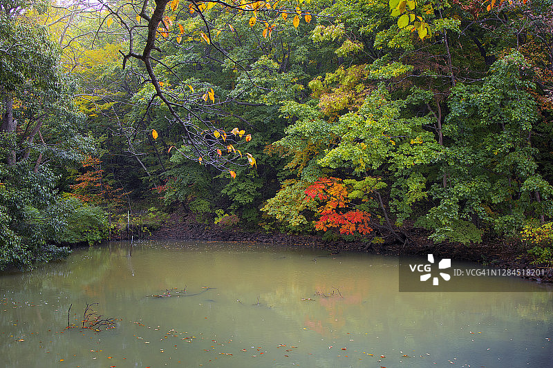 小沼准国家公园的红叶树图片素材