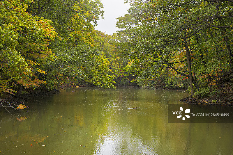 秋季雨天时节的大沼泽准国家公园图片素材