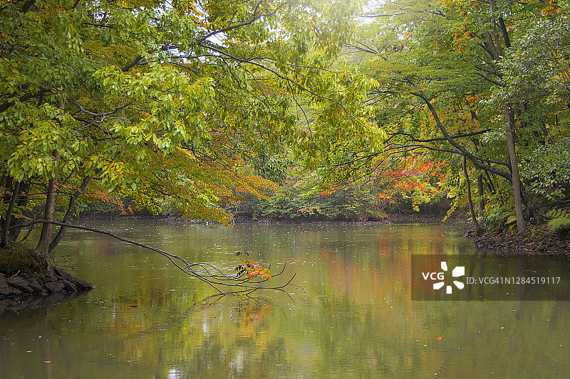 秋季雨天时节的大沼泽准国家公园图片素材