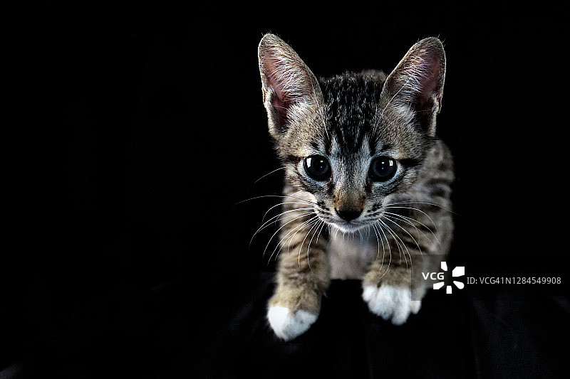 黑色背景上的家猫特写图片素材