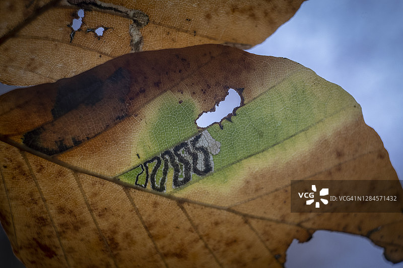 山毛榉叶病图片素材