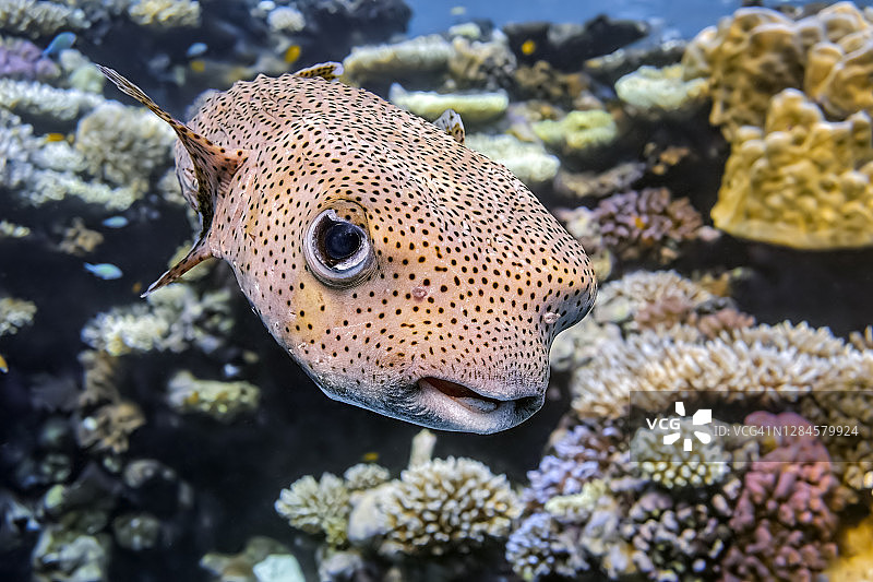 刺豚科鱼类：红海的斑鳍刺豚，埃及马尔萨阿拉姆图片素材