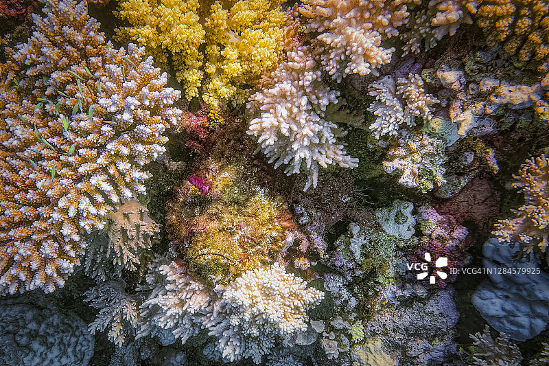 红海石头鱼，埃及拉哈米湾图片素材
