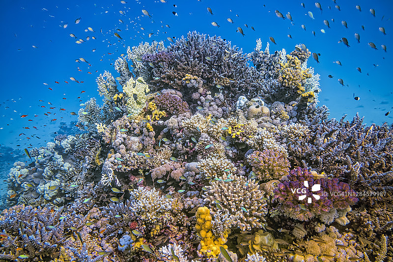 红海拉哈米湾珊瑚礁热带鱼群海底生物图片素材