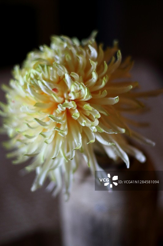 黄色菊花图片素材