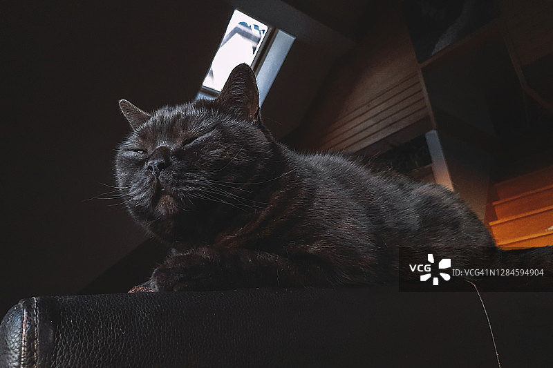 猫咪在椅子上睡觉图片素材