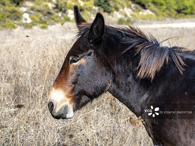 在户外田野里吃草的骡子图片素材