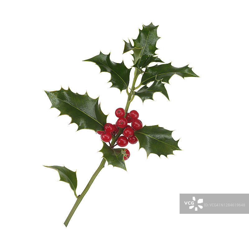 白色方块中带有鲜红色浆果的冬青树枝图片素材