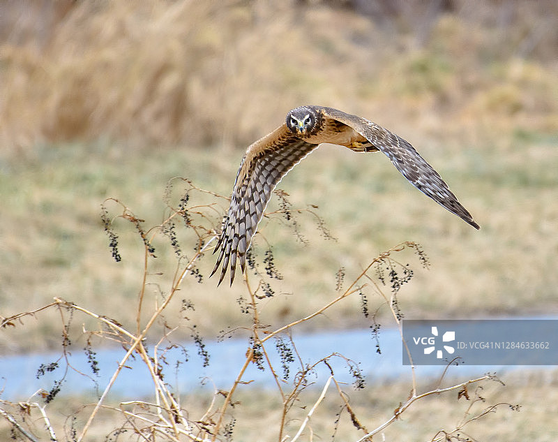 飞行中捕食田鼠的北美鹞图片素材