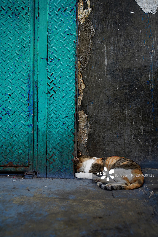 猫咪睡在街上图片素材
