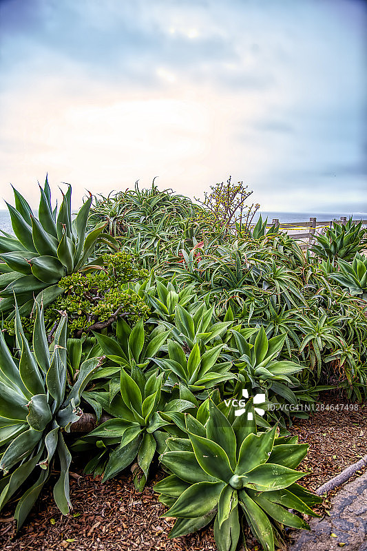 库拉索芦荟图片素材