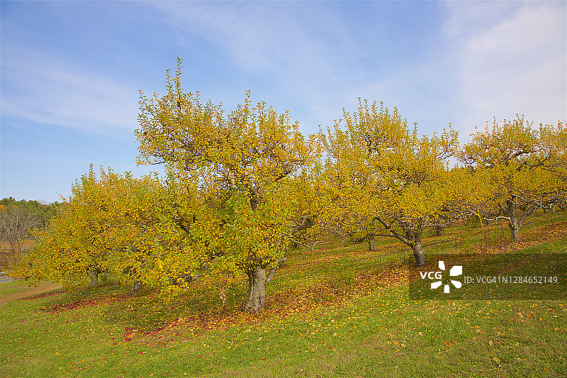 秋天的苹果园，里士满图片素材