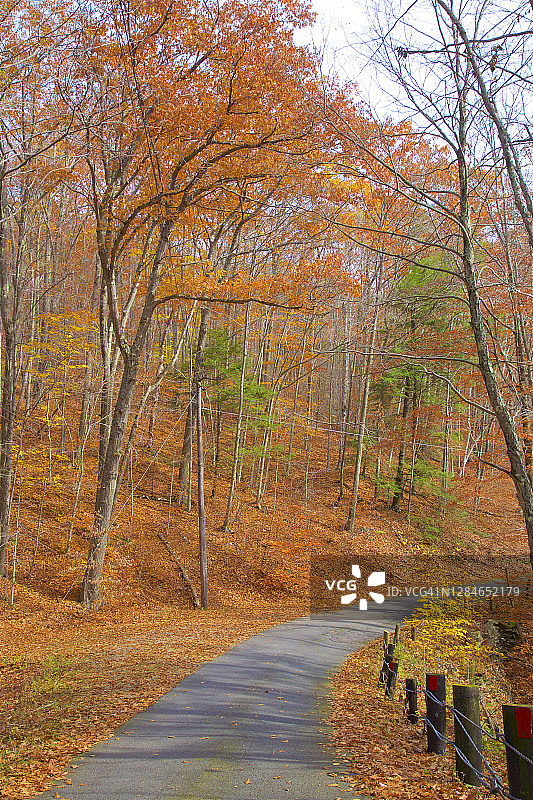 匹兹菲尔德秋天的金色树叶图片素材
