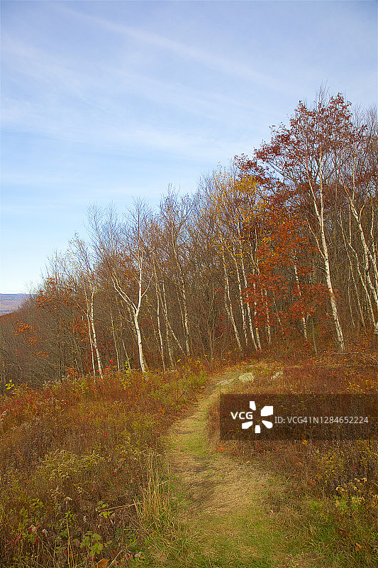 匹兹菲尔德州立森林山顶附近的小路和树木图片素材