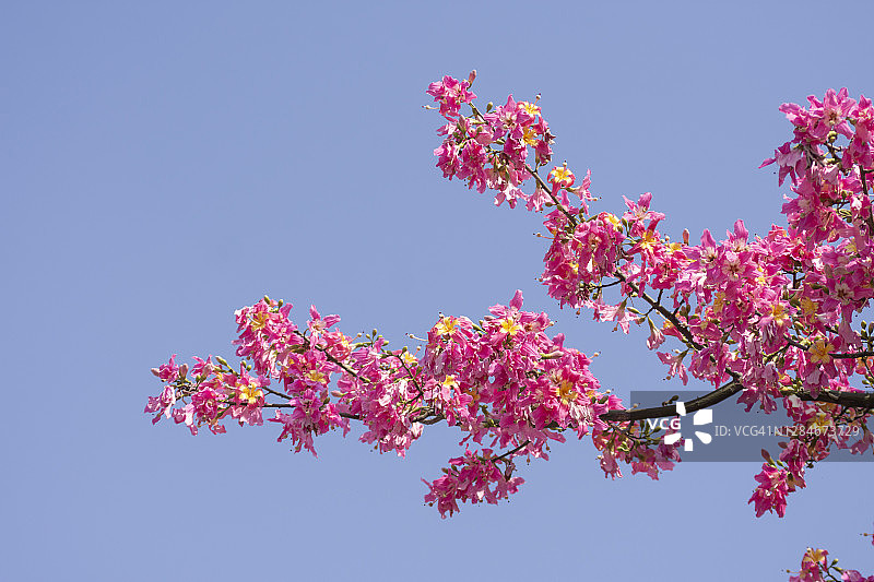 美丽异木棉图片素材