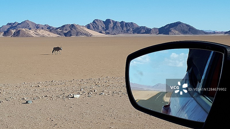 车窗外纳米布沙丘中的南非剑羚图片素材