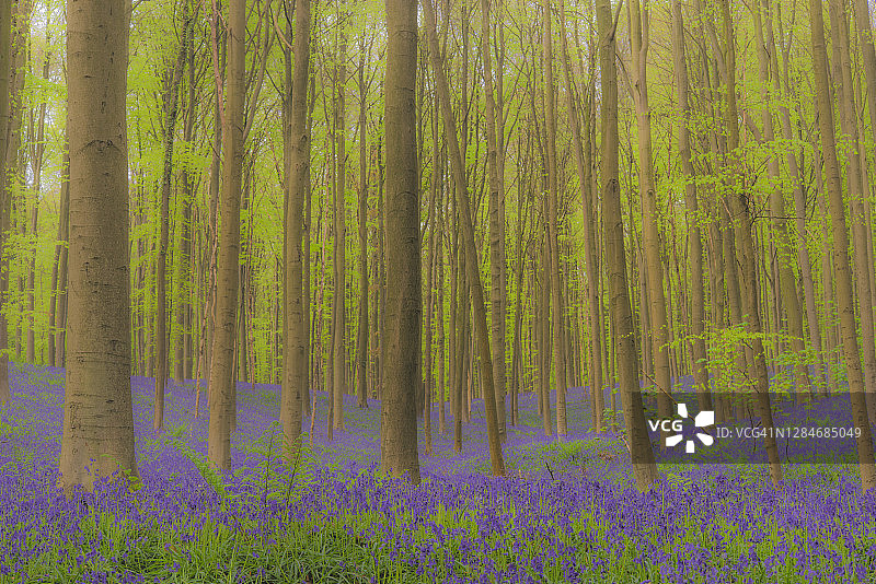 春季森林地面上生长的蓝铃花图片素材