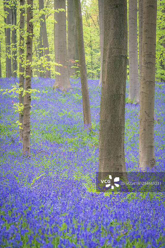 春季森林地面上生长的蓝铃花图片素材