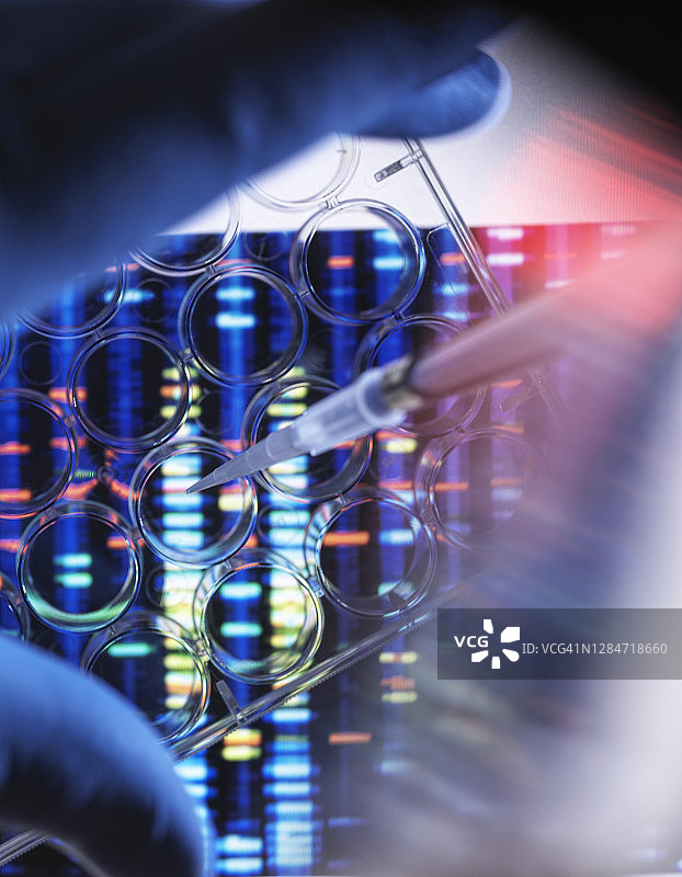 科学家在多孔板中用移液器移取样品进行DNA分析，背景为基因结果图片素材