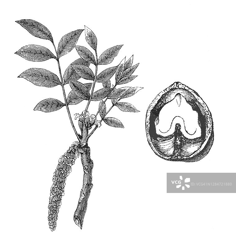 植物学古版画：胡桃图片素材