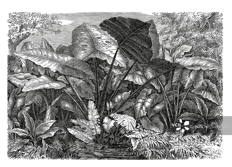 老式雕刻植物插图：巨花天南星图片素材