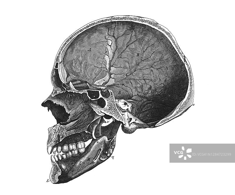 旧版雕刻插图：人头骨骼图片素材