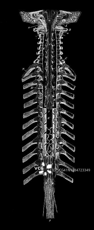 人体神经系统古老雕刻插图图片素材