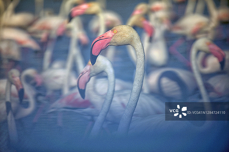 阳光明媚的日子里水中的大红鹳图片素材