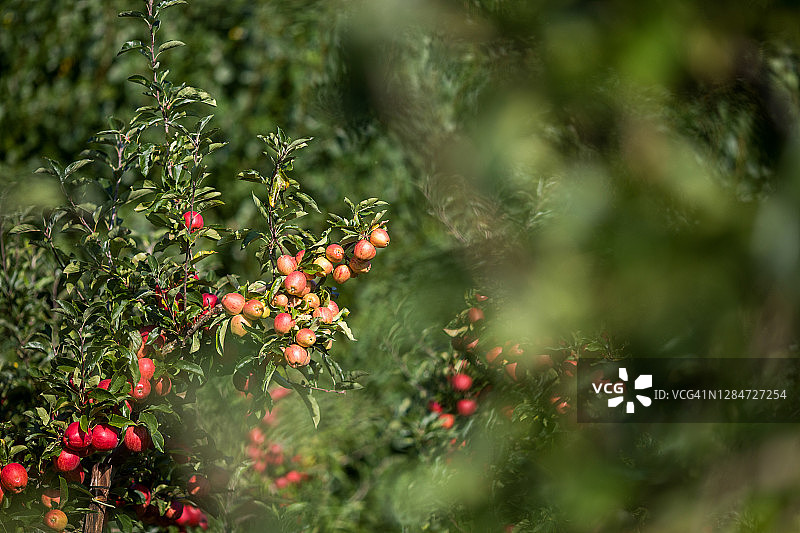 收获时节的成熟苹果图片素材