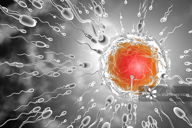 精子赛跑使卵子受精的3D渲染插图图片素材