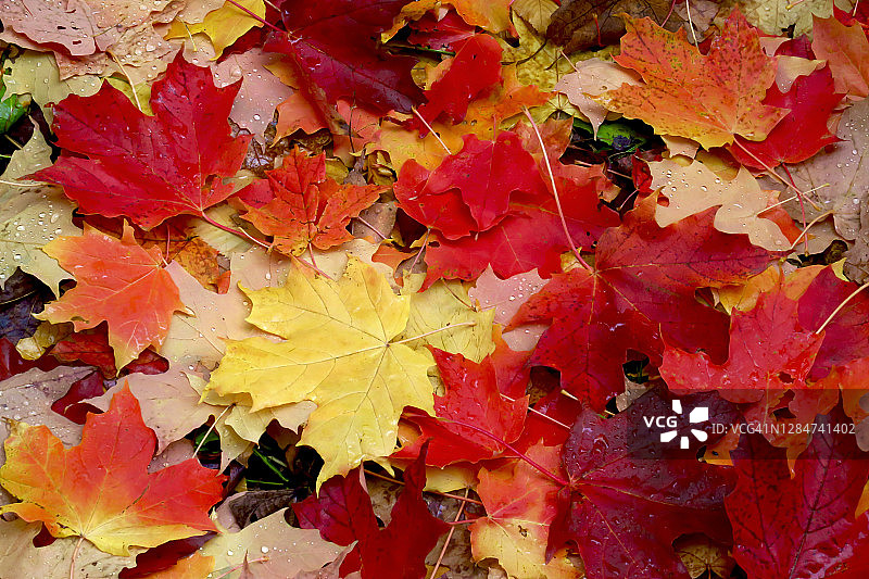 掉落的糖枫树叶图片素材