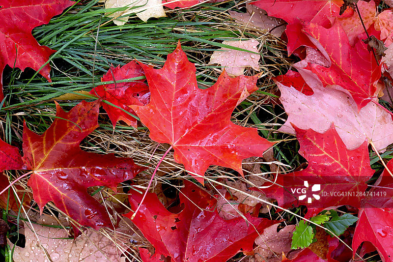 落下的糖枫叶图片素材