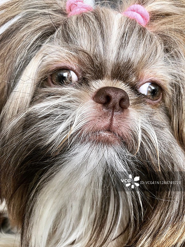 西施犬幼犬面部特写图片素材