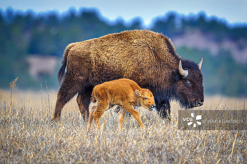 内布拉斯加州瓦伦丁附近，尼奥布拉拉堡国家野生动物保护区的美洲野牛和小牛图片素材