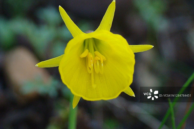 衬裙水仙（Narcissus bulbocodium）图片素材