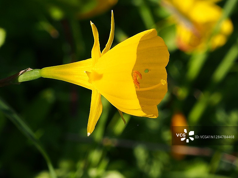 衬裙水仙（Narcissus bulbocodium）图片素材