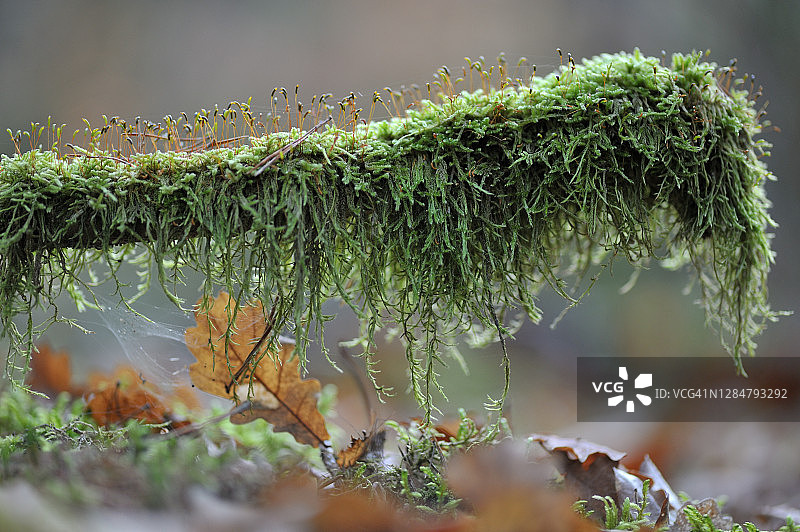 长满苔藓的树枝图片素材