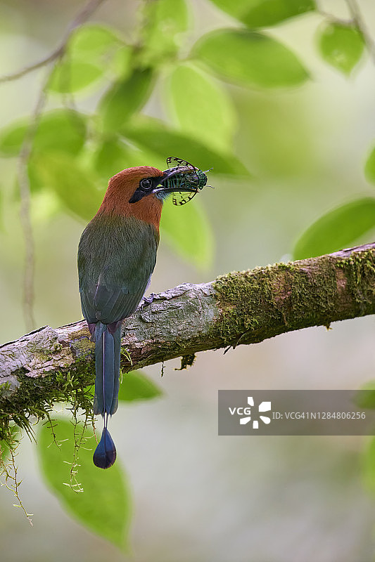 阔嘴翠鴗图片素材